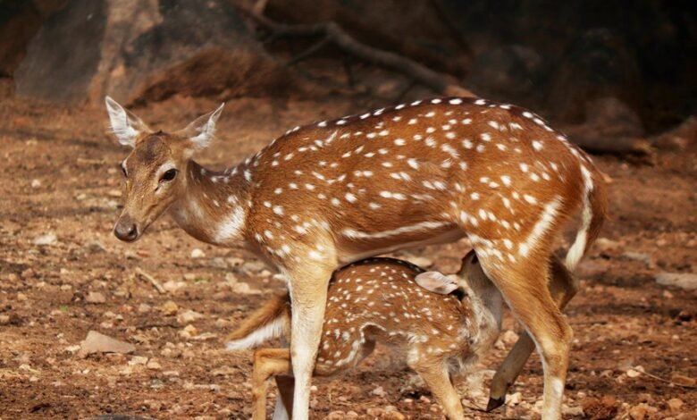 digital summit neural axis